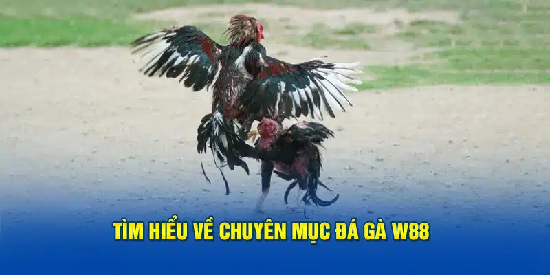 Thông Tin Về Sảnh Đá Gà W88 Online Hot Nhất Năm 2025